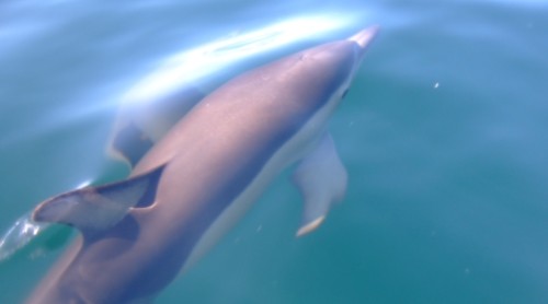 Hauraki Gulf Dolphin